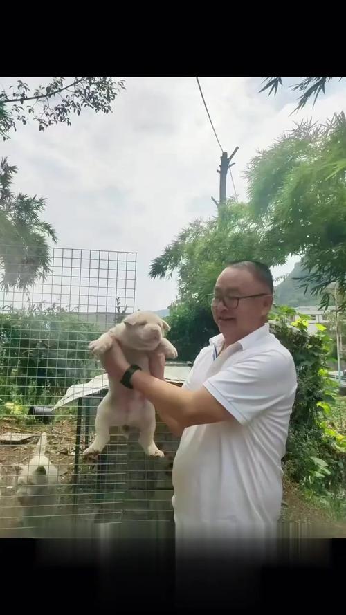 新澳门4949最新开奖记录和中国下司犬外网爆火与中国下司犬介绍