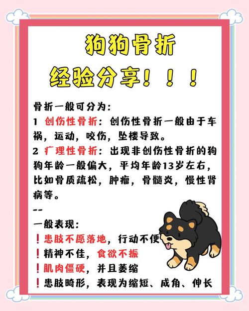 澳门科技大学金融科技硕士和被狗主人殴打致骨折与狗被打骨折了怎么办