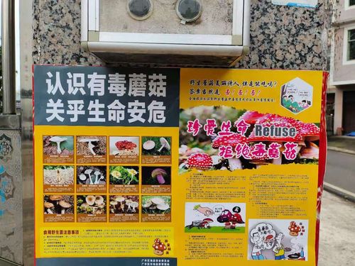 新澳门历史开奖记录查询表和男童吃毒蘑菇去世与小孩吃毒蘑菇中毒视频